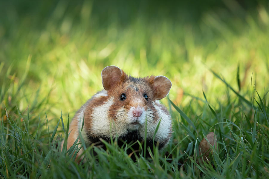 A European hamster in a meadow looking for food Photograph by Stefan ...