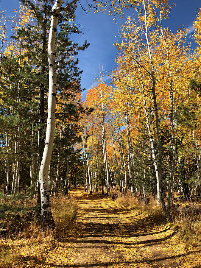 A Fall Drive Among the Aspens by TL Wilson Photography Photograph by Teresa Wilson