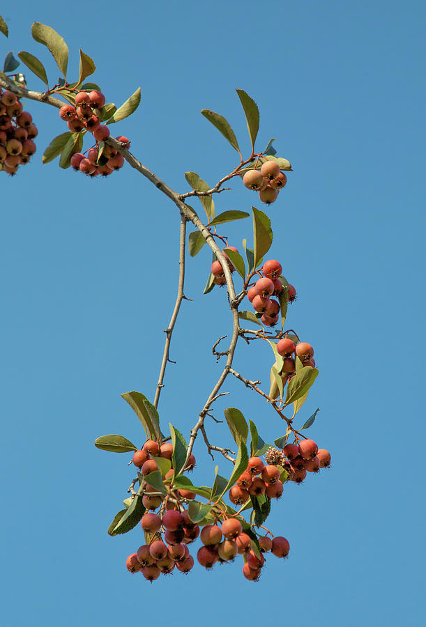 A Fall of Rowan Berries by Cate Franklyn A Fall of Rowan Berries by Cate Franklyn