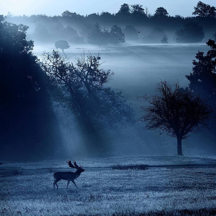A Fallow Buck In The Moonlight Photograph by Markbridger