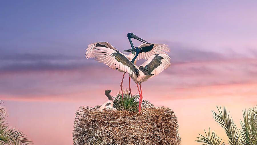 Bird Photograph - A Family Celebration by Samir Sachdeva