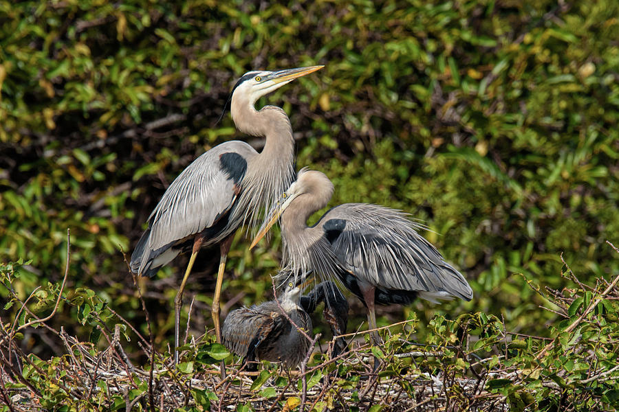 A Family Photograph by Lonnie Wooten - Fine Art America