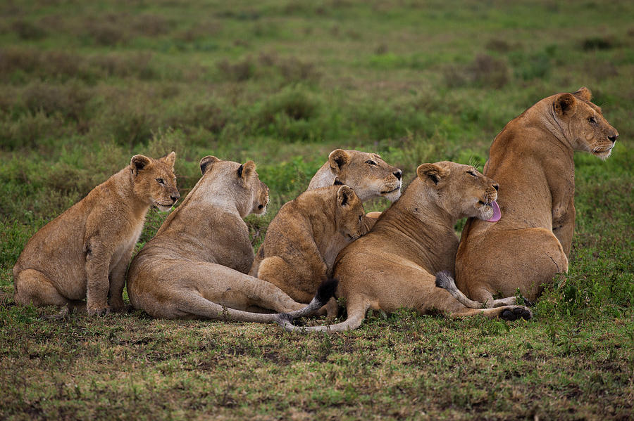 A Family Of A Lion And Her Cubs On The Photograph by Mint Images - Art Wolfe