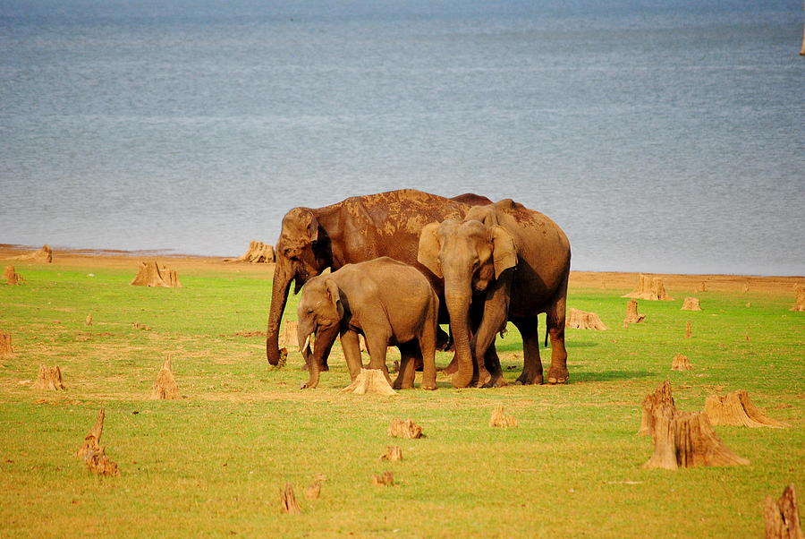 A Family Of Asiatic Elephants Photograph by Mayank Pandey Fotografi