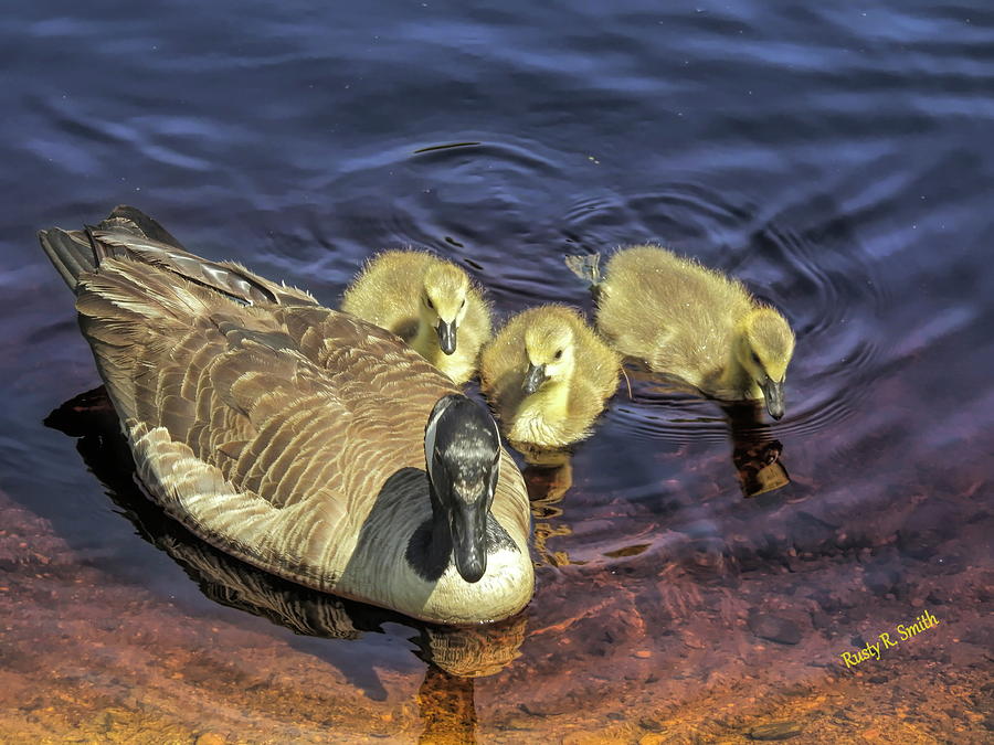 A family of canada geese feeding on the water,three goselings an by Rusty R Smith A family of canada geese feeding on the water,three goselings an by Rusty R Smith