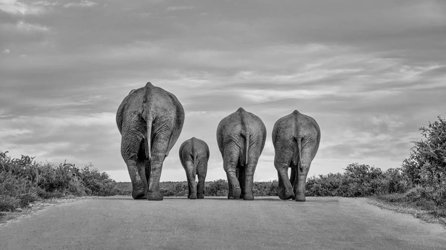 Animal Photograph - A Family Of Elephants Wanders by Cathy Withers-Clarke