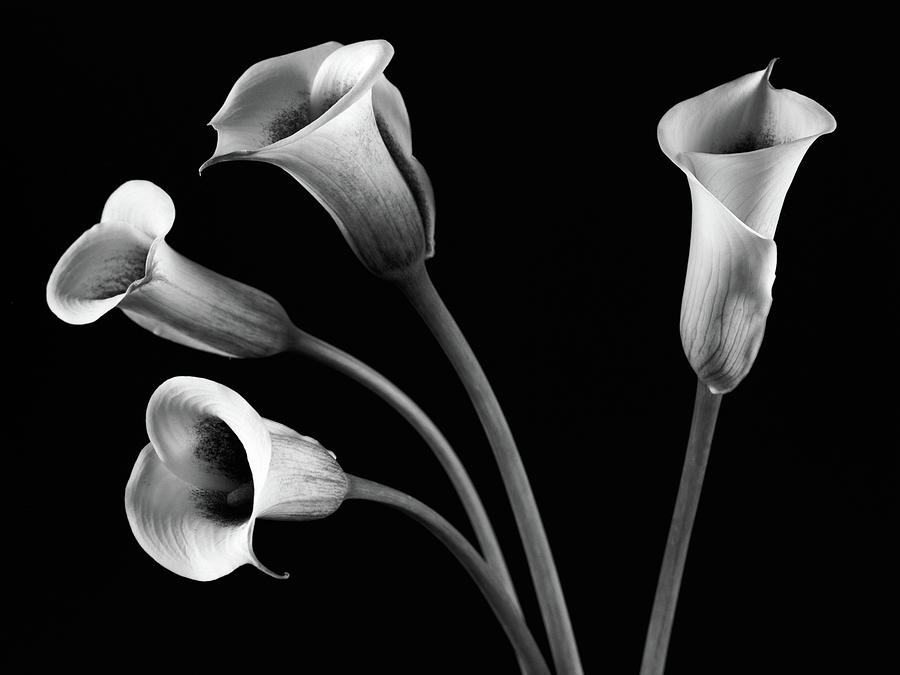 A Family Of Four Calla Lilies Photograph by © Tim Layton Sr