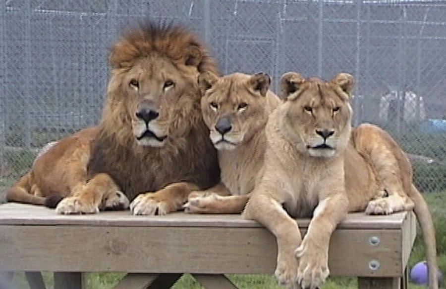 A Family Portrait by Barbara Keith A Family Portrait by Barbara Keith