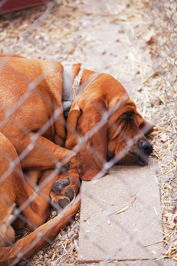 A Farm Hound Dog Photograph by Jennifer Martine