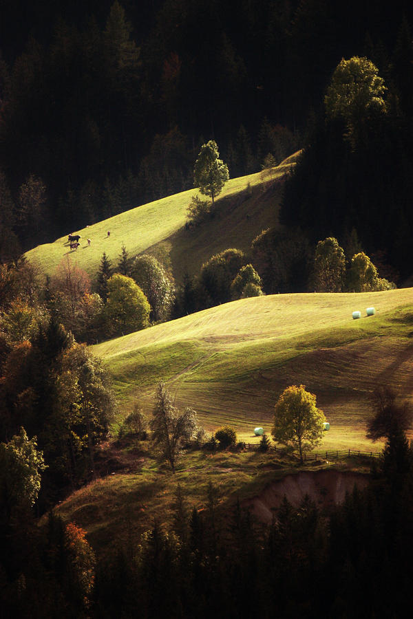 Tree Photograph - A Farmers Land by Jan Zajc