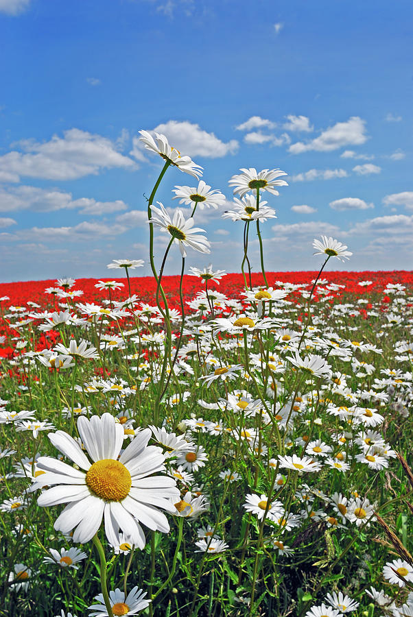 A Farmland Field Of Flowers Photograph by David Gould