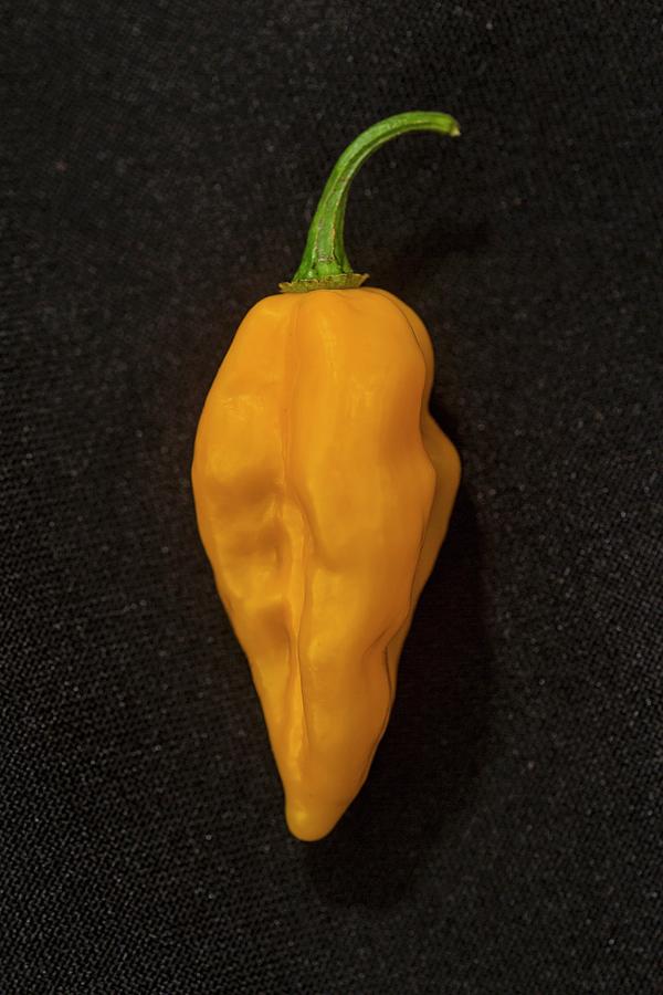 A Fatalii Chilli Pepper Photograph by Alfonso Calero