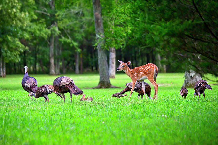 A Fawn, A Rabbit, And Wild Turkeys Photograph by Laura Vilandre