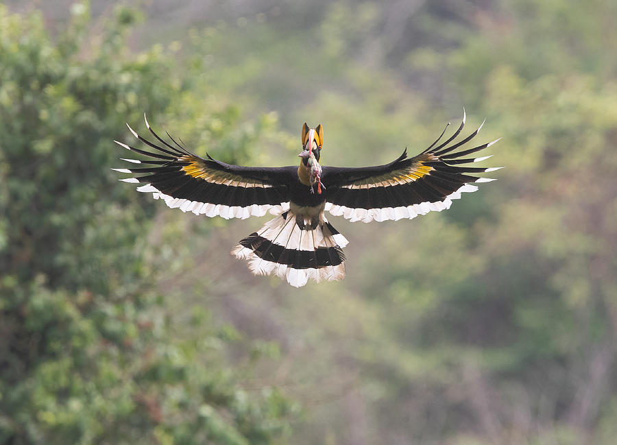 Hornbill Photograph - A Feast For The Junior by Cheng Chang