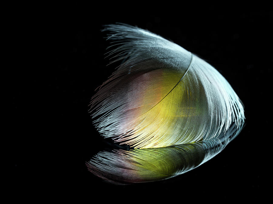 A Feather and a Touch of Gold Photograph by Luis Vasconcelos