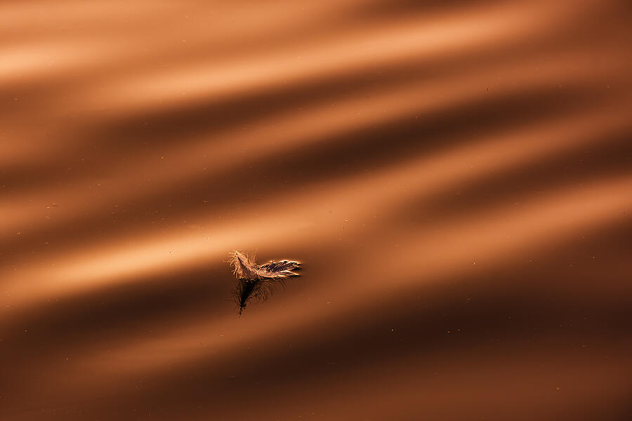 Still Life Photograph - A Feather by Bingo Z