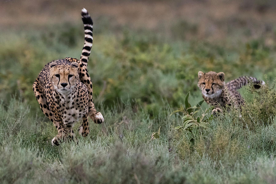 A Female Cheetah (acinonyx Jubatus) And Its Cub Running, Ndutu ...