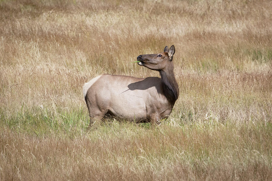 A Female Elk Photograph By Catherine Lau Fine Art America