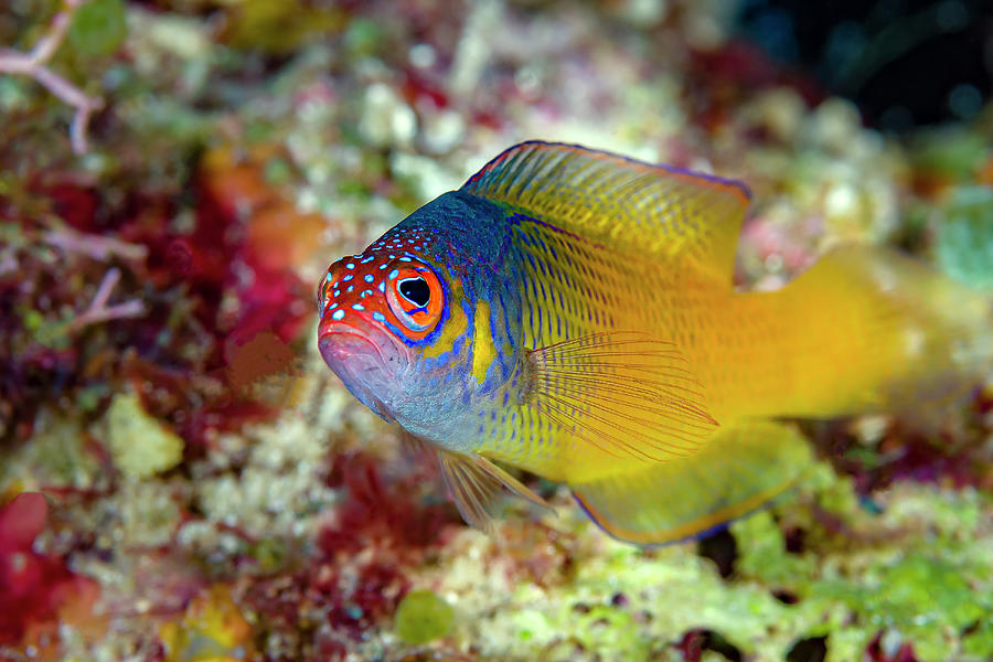 A Female Oblique-lined Dottyback, Kimbe Photograph by Bruce Shafer