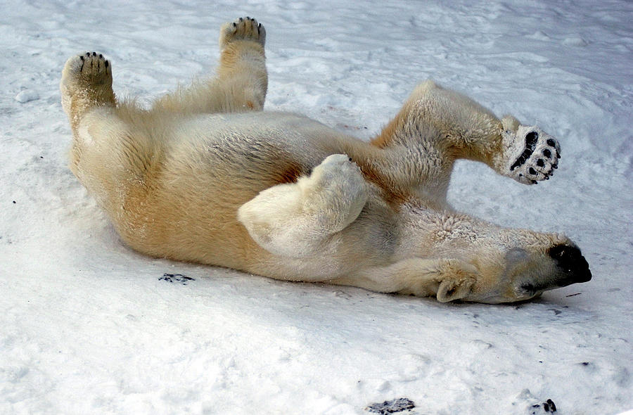 A Female Polar Bear Rolls in the Snow Photograph by Gary Wiepert - Fine ...