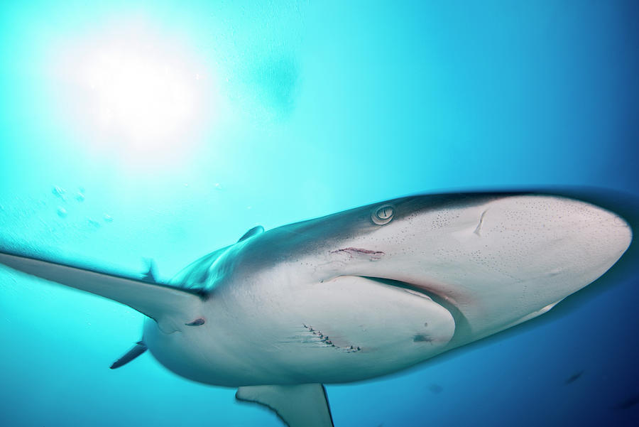 A Female Silky Shark With Bite Marks Inflicted By A Male During Mating