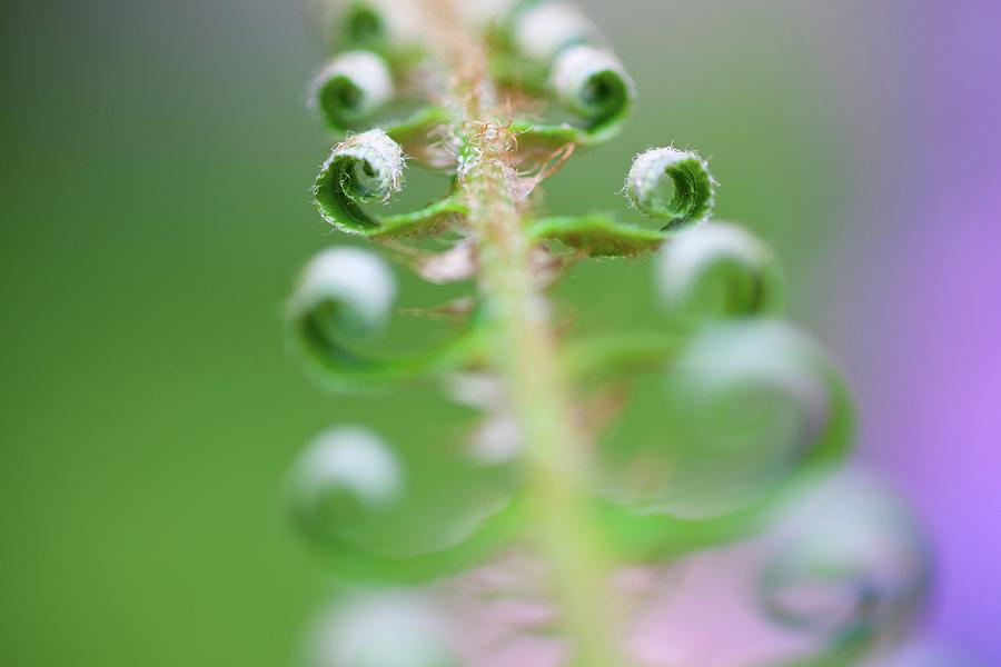 A Fern Beginning To Grow On Mount Hood Photograph by Design Pics / Craig Tuttle