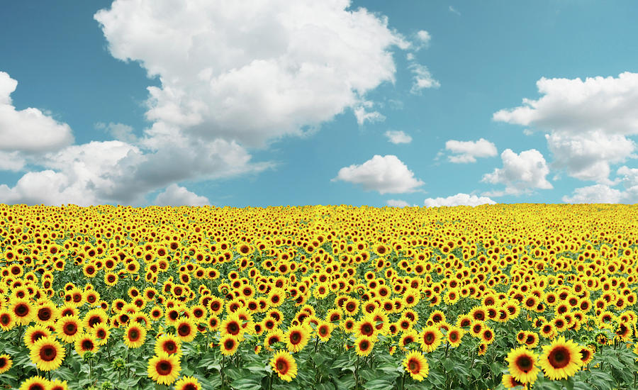 A Field Full Of Tons Of Sunflowers Photograph by Zelg