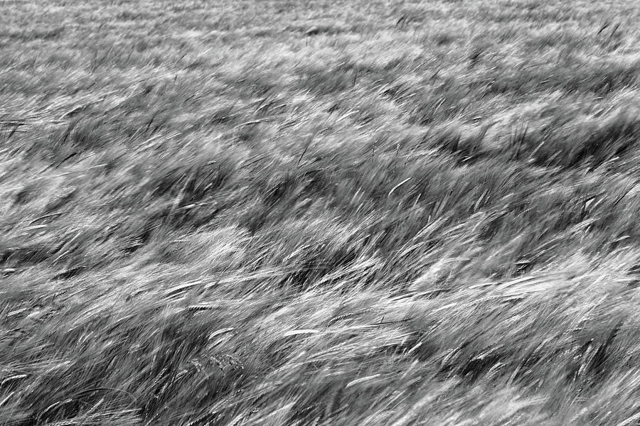 A Field Of Barley Monochrome Photograph by Jeff Townsend