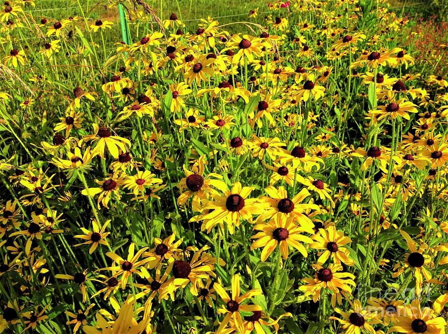 A Field of Black Eye Susans Photograph by Debra Lynch | Fine Art America