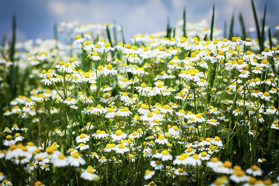 A Field Of Camomile Flowers Photograph by Theodosis Georgiadis