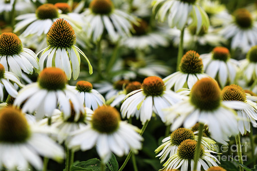White Swan Coneflowers in Summer Bloom Photograph by Abigail Diane Photography