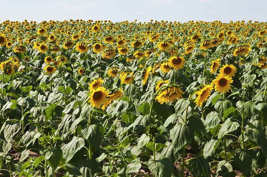 A Field Of Cultivated Sunflowers Photograph by Sean Russell