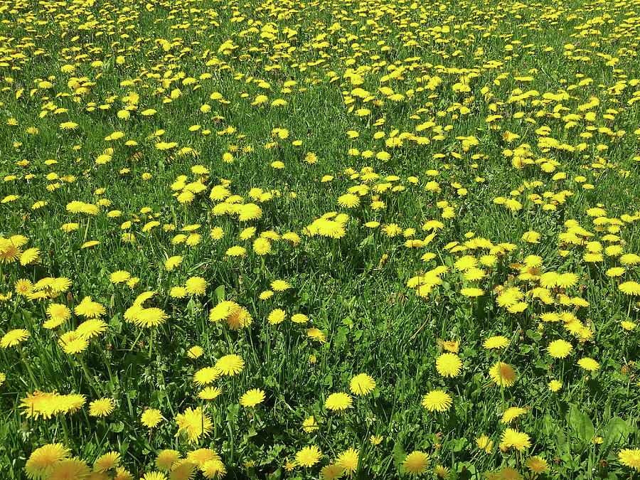 A Field of Dandelions Photograph by Boyd Carter