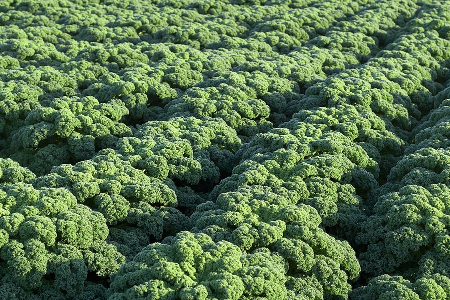 A Field Of Kale detail Photograph by Peter Rees