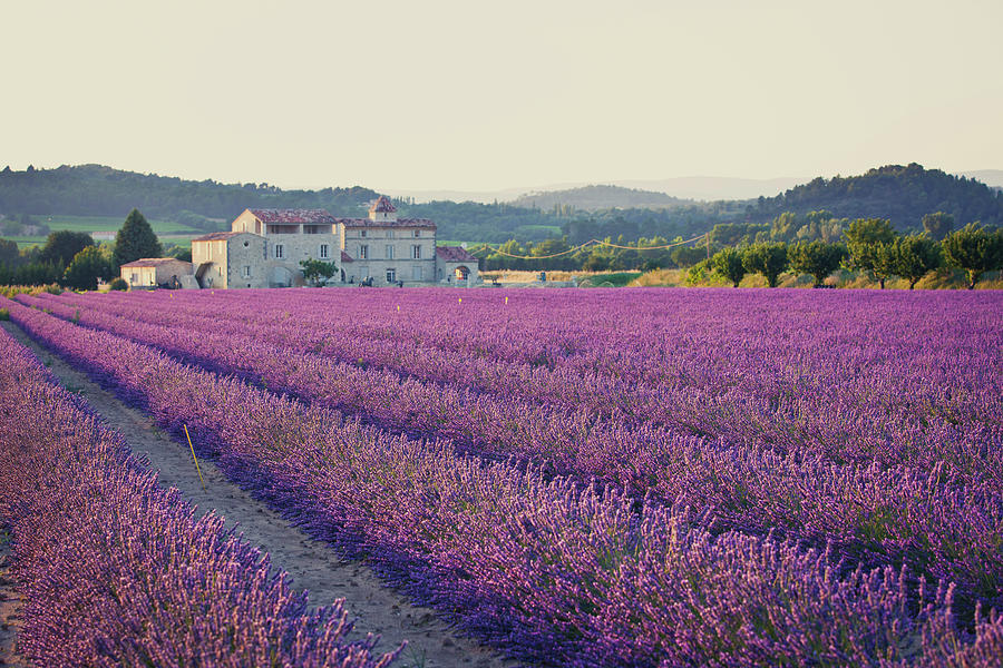 A Field Of Lavender Plants In Rows Photograph by Pawel.gaul