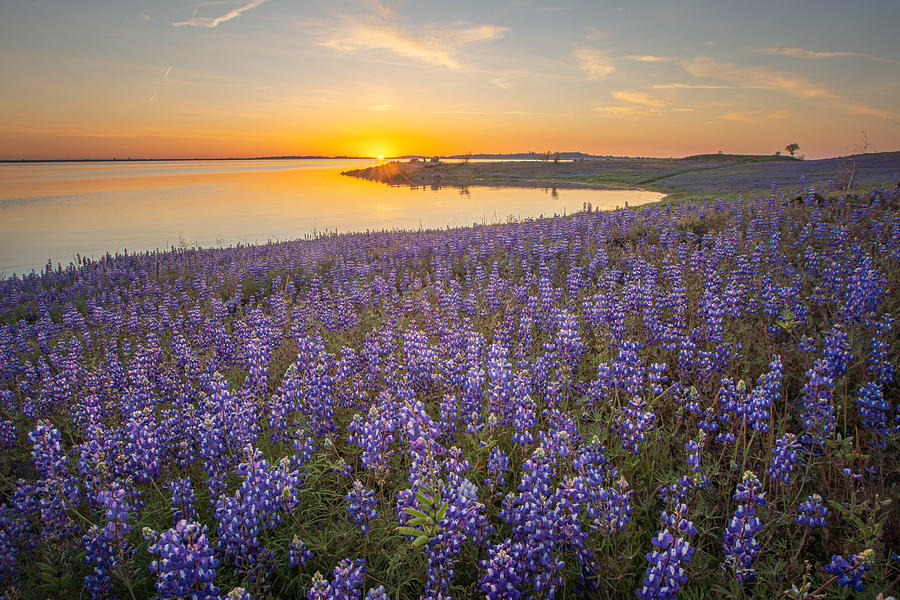 A Field Of Lupine Wildflowers Photograph by April Xie