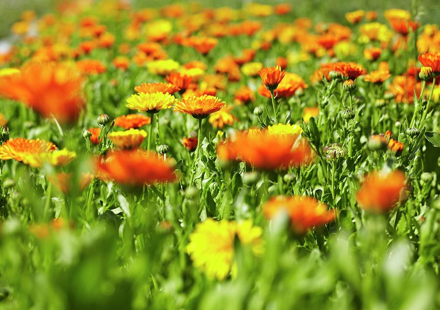 A Field Of Marigolds Photograph by Oliver Brachat
