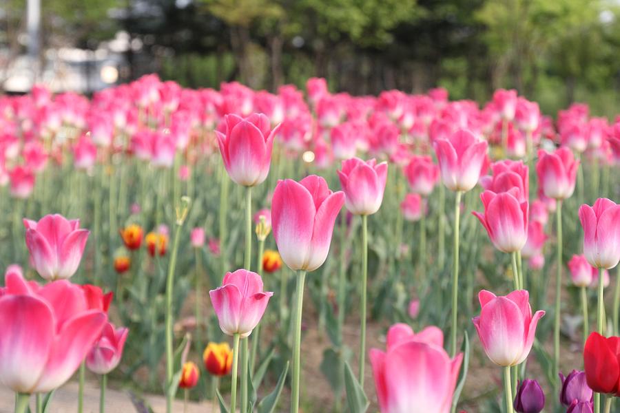 A Field Of Pink Tulips Photograph