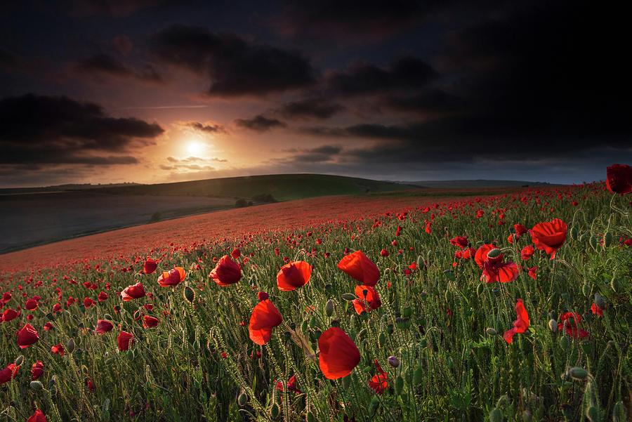 A Field Of Poppies - Papaver Rhoeas Photograph by Lisa Geoghegan - Fine ...