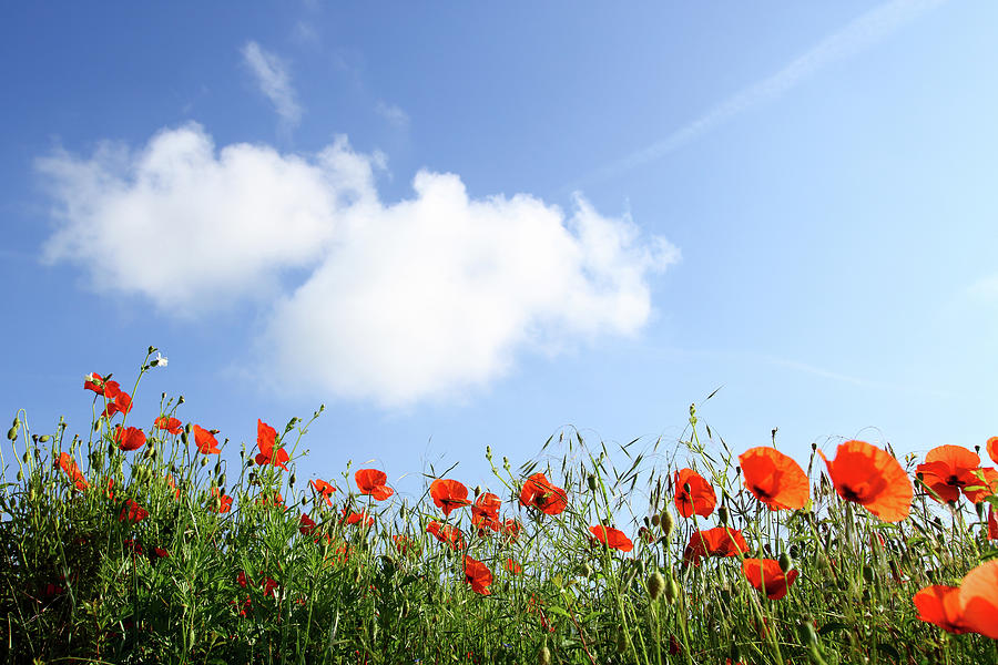 A Field Of Poppies Under A Blue Sky Photograph by Martial Colomb