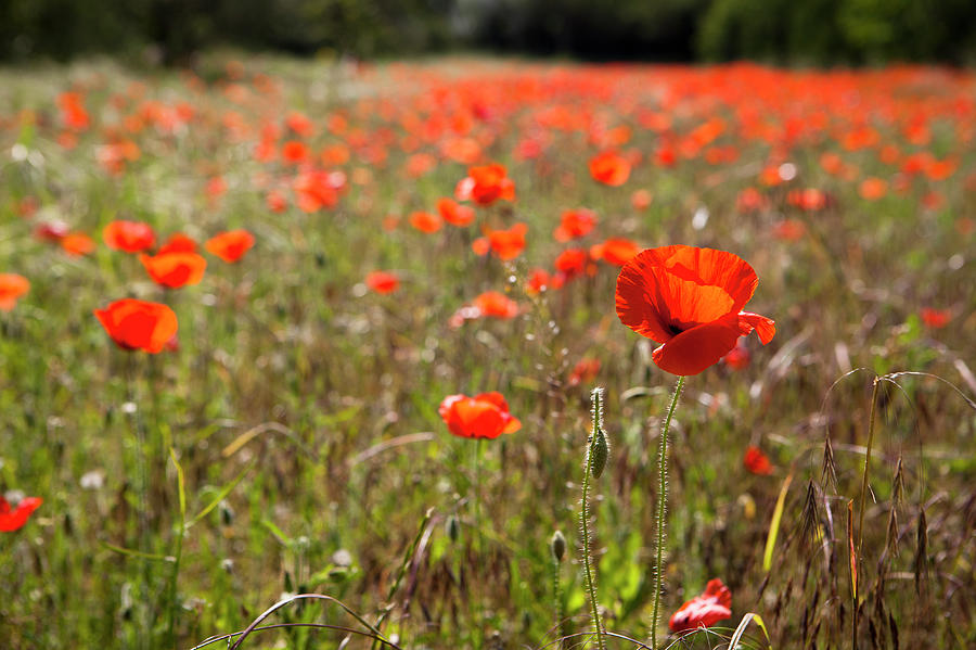 A Field Of Poppy Flowers Photograph by Sean Russell