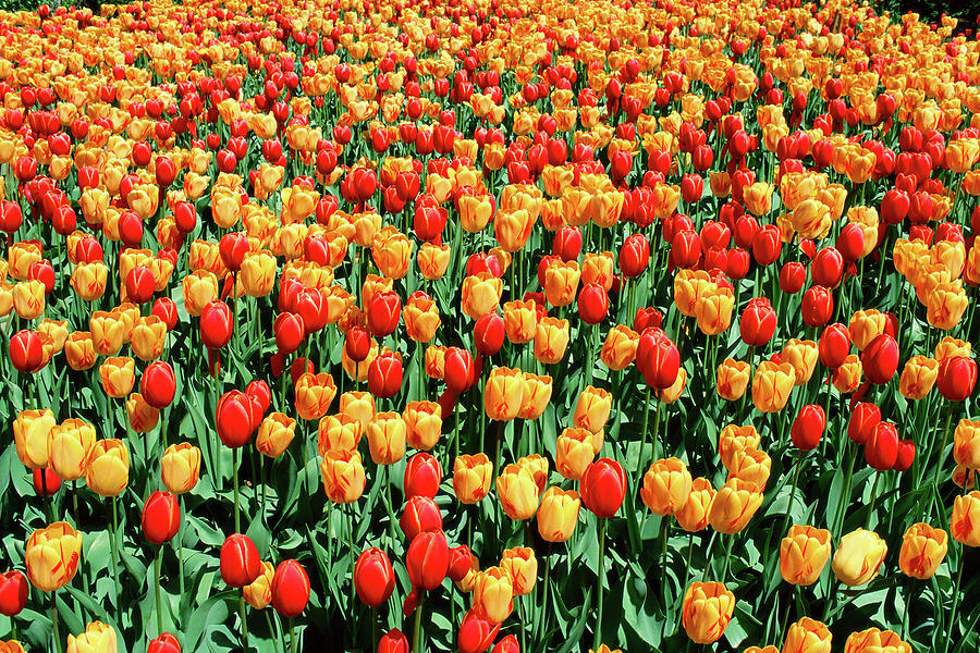 Nature Digital Art - A Field Of Red And Yellow Tulips by Perry Mastrovito