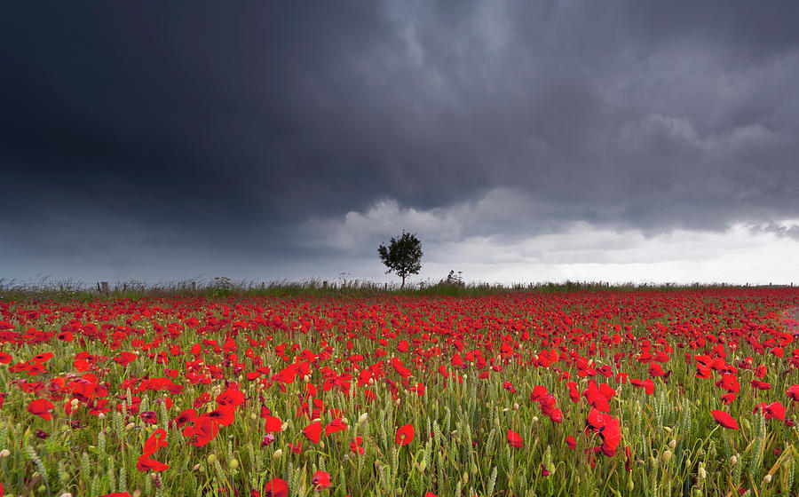 A Field Of Red Poppies Under A Stormy Photograph by John Short / Design Pics