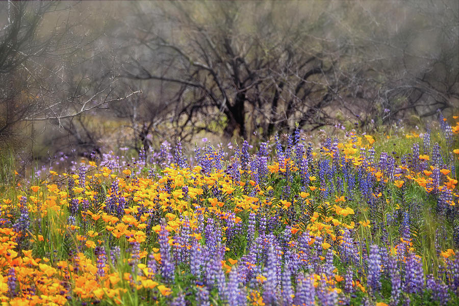 A Field of Spring Wildflowers  Photograph by Saija Lehtonen
