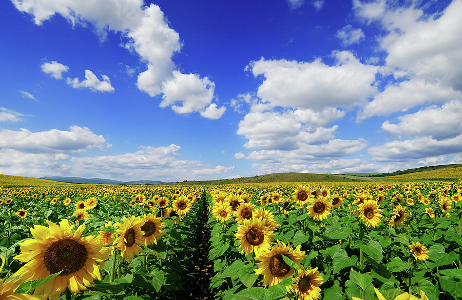 A Field Of Sunflowers In Bloom Photograph by Trout55