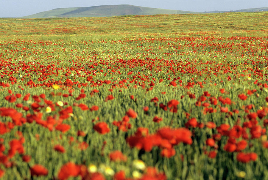 A Field Of Wild Poppies, Morocco Photograph by Massimo Pizzotti