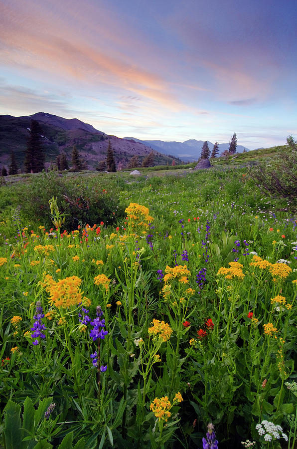 field of wildflowers