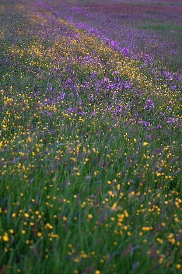 A Field Of Yellow And Blue Blooming Flowers Photograph by Franziska Pietsch