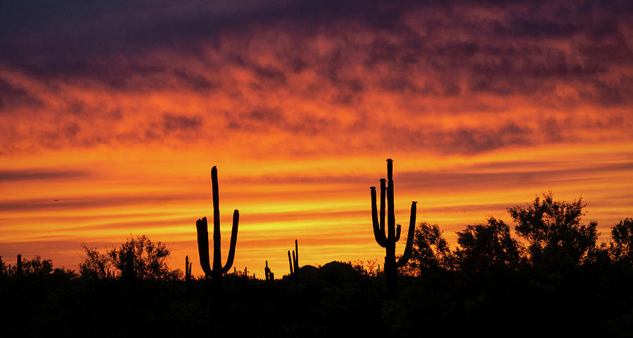A Fiery Saguaro Sunset  Photograph by Saija Lehtonen