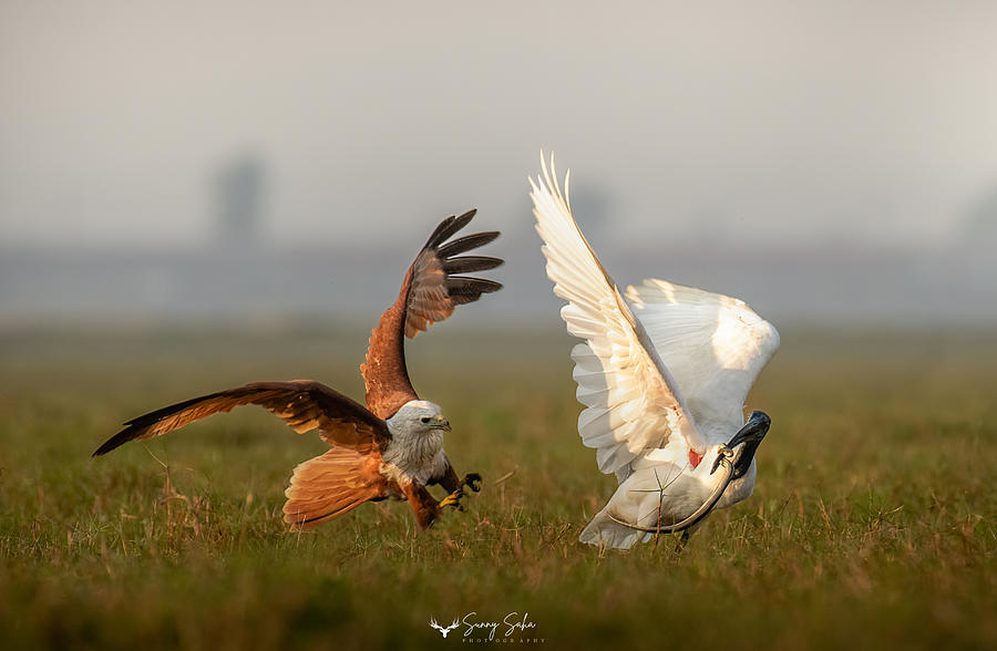 Wildlife Photograph - A Fight For Survival by Sunny Saha Pramanick